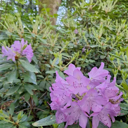 Heerlijk Boshuisje Bosnest De Vink Met Privetuin Nabij Veluwepark