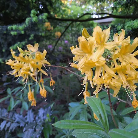 Heerlijk Boshuisje Bosnest De Vink Met Privetuin Nabij Veluwepark Otterlo