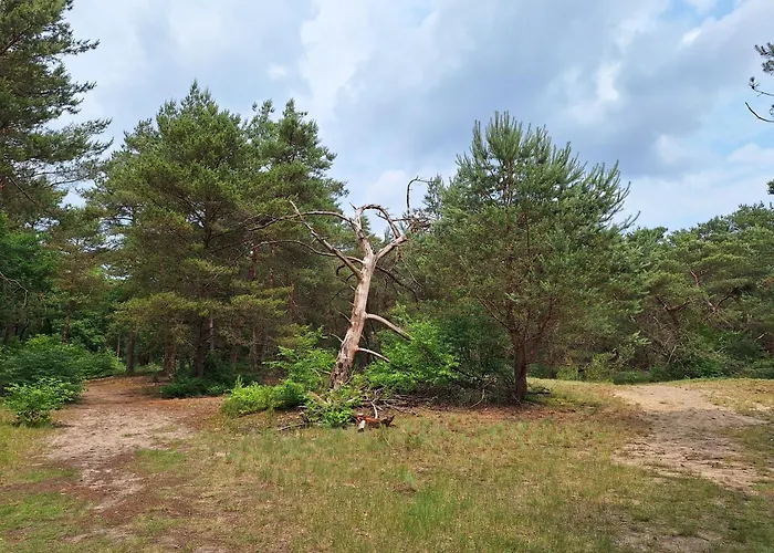 Heerlijk Boshuisje Bosnest De Vink Met Privetuin Nabij Veluwepark Otterlo