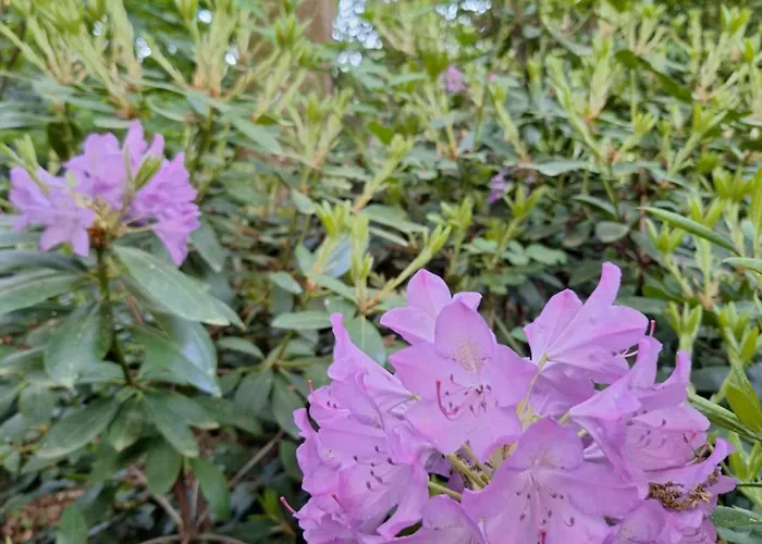 Heerlijk Boshuisje Bosnest De Vink Met Privetuin Nabij Veluwepark
