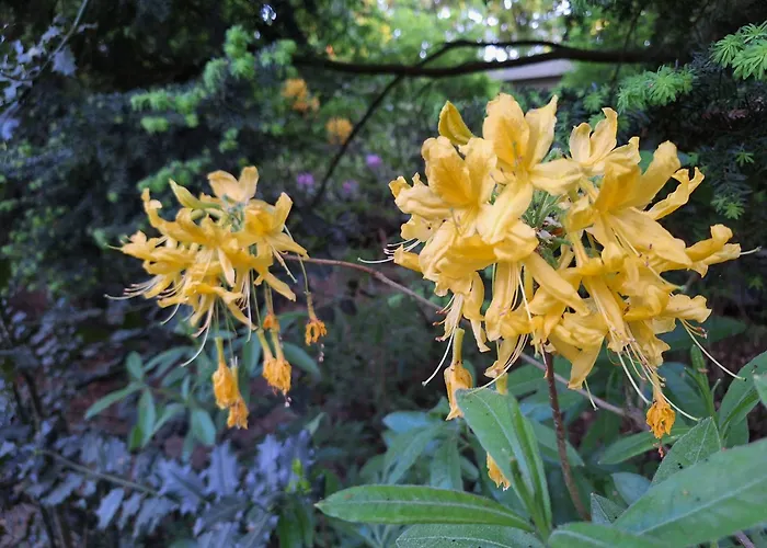Heerlijk Boshuisje Bosnest De Vink Met Privetuin Nabij Veluwepark Otterlo